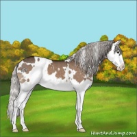 Horse Color:White Spotted Silver Brown Dun Splash 