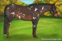 Horse Color:White Spotted Liver Chestnut 