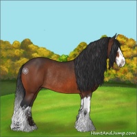 Horse Color:Bay Splash Rabicano 
