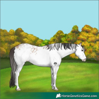Horse Color:White Spotted Bay Dun Rabicano 