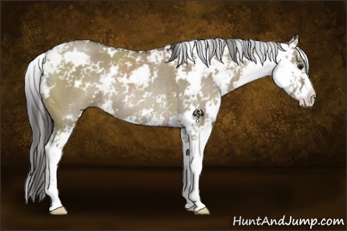 Horse Color:Smoky Grullo Sabino Rabicano