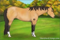 Horse Color:Buckskin 