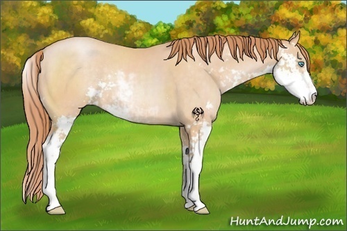 Horse Color:Buckskin Pearl Sabino Rabicano