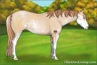 Horse Color:Buckskin Pearl Sabino Rabicano 