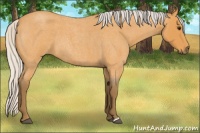 Horse Color:Silver Buckskin Roan 
