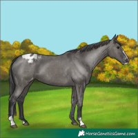 Horse Color:Grullo Sabino Appaloosa 