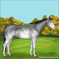 Horse Color:White Spotted Brown Ice 