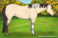 Horse Color:Buckskin Roan Dun Tobiano 