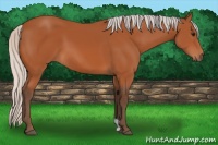 Horse Color:Silver Bay 