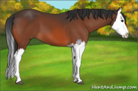 Horse Color:Bay Splash 