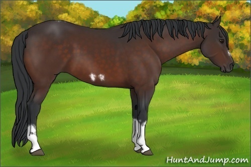 Horse Color:Brown Tobiano Frame 