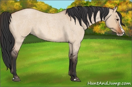Horse Color:Bay Roan Dun Splash 