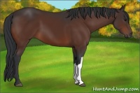 Horse Color:Bay 