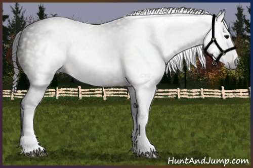 Horse Color:Gray White Spotted Brown 
