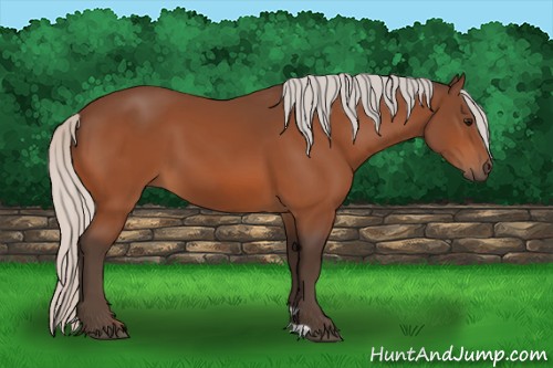 Horse Color:Silver Bay 