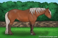 Horse Color:Silver Bay 