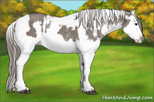 Horse Color:Grullo Sabino Splash  and Classic Champagne Dun Sabino Splash 