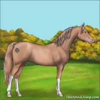 Horse Color:Gold Champagne Rabicano 