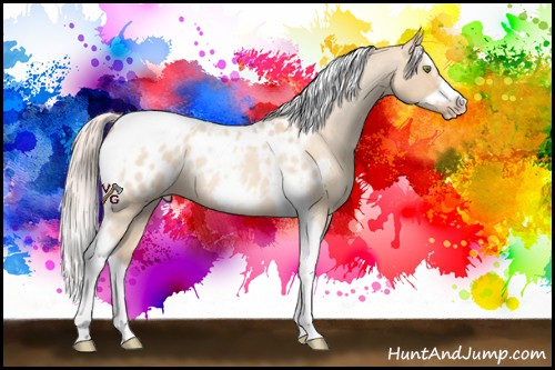 Horse Color:Silver Amber Champagne Roan Dun Splash Tobiano Frame Appaloosa Rabicano 