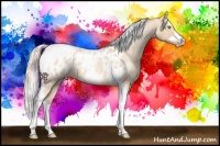 Horse Color:Silver Amber Champagne Roan Dun Splash Tobiano Frame Blanket Rabicano 