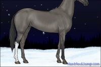 Horse Color:Grullo 