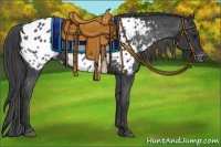 Horse Color:Black Near Leopard