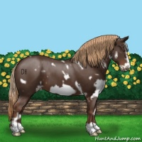 Horse Color:White Spotted Liver Chestnut Frame 