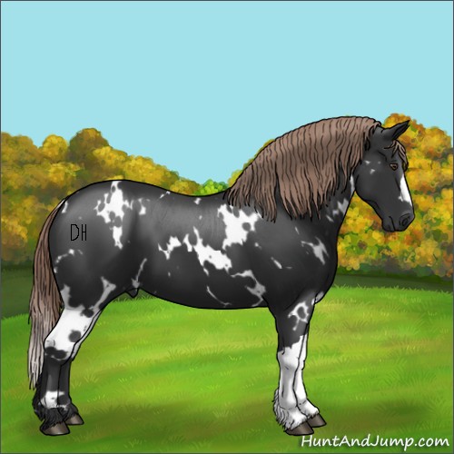 Horse Color:White Spotted Liver Chestnut 