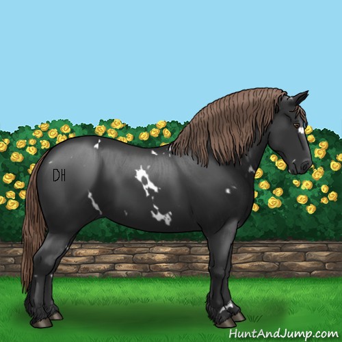 Horse Color:White Spotted Liver Chestnut 