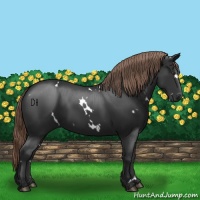 Horse Color:White Spotted Liver Chestnut 