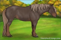 Horse Color:Liver Red Roan Rabicano 