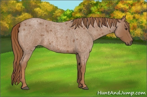 Horse Color:Red Roan 