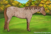 Horse Color:Red Roan 
