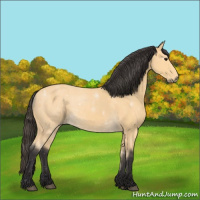 Horse Color:Buckskin 