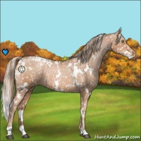 Horse Color:White Spotted Liver Chestnut Pearl Appaloosa 