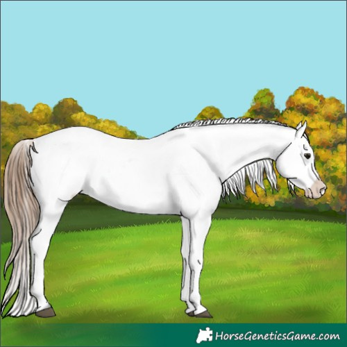 Horse Color:Bay Near Leopard