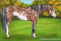 Horse Color:Bay Sabino Rabicano  and Bay Sabino Frame Rabicano 