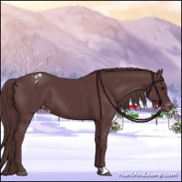 Horse Color:Chocolate Black Appaloosa 