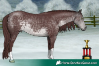 Horse Color:Platinum Chocolate Buckskin 