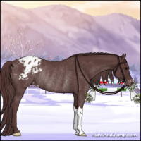 Horse Color:Chocolate Black Appaloosa Rabicano 