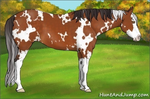 Horse Color:White Spotted Buckskin Splash 