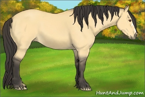 Horse Color:Buckskin Dun 