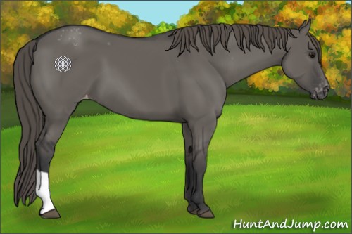 Horse Color:Grullo Appaloosa