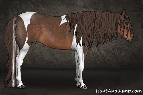 Horse Color:Liver Chestnut Tobiano
