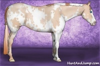 Horse Color:White Spotted Buckskin Pearl Splash Frame
