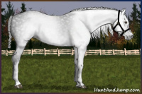 Horse Color:Gray White Spotted Liver Chestnut 