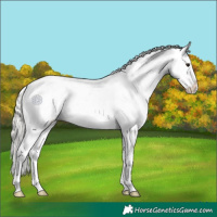 Horse Color:Silver Brown Dun Splash Varnish Rabicano 