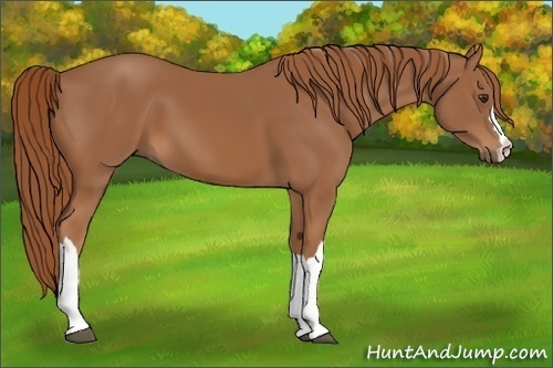 Horse Color:Chestnut 
