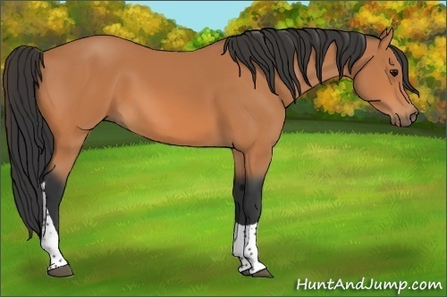 Horse Color:Bay Sabino Tobiano 