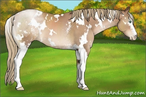Horse Color:White Spotted Liver Chestnut Pearl
